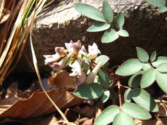 Corydalis ambigua