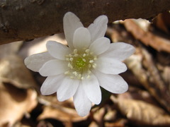 Anemonoides raddeana