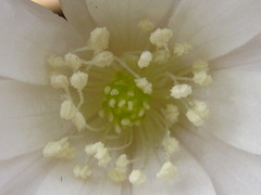 Anemonoides raddeana