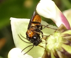 Schizocerella pilicornis