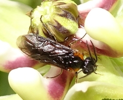 Schizocerella pilicornis