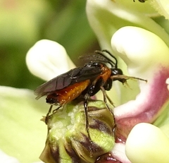 Schizocerella pilicornis