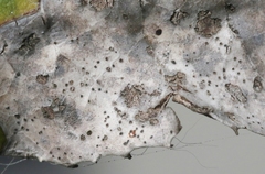 Phyllosticta heteromeles