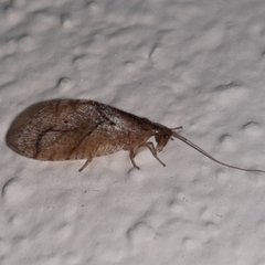 Nusalala uncata