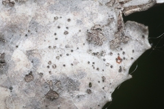 Phyllosticta heteromeles