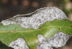 Phyllosticta heteromeles