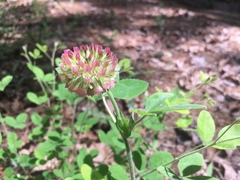 Trifolium reflexum
