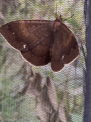 Hemeroblemma malitiosa