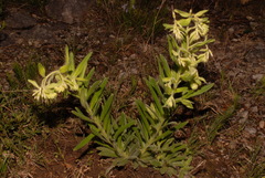 Lithospermum decipiens