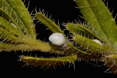 Lithospermum decipiens