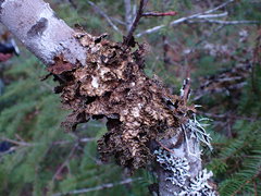 Pseudocyphellaria citrina