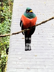 Trogon collaris