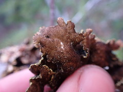 Pseudocyphellaria citrina