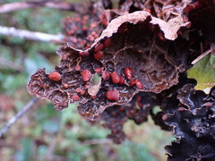 Lobaria anthraspis