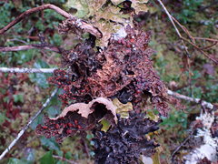 Lobaria anthraspis
