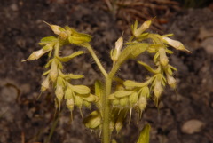 Lithospermum decipiens