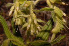 Lithospermum decipiens