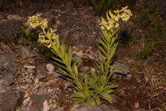 Lithospermum decipiens