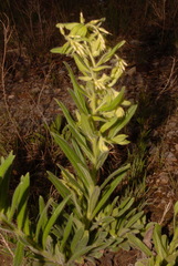 Lithospermum decipiens