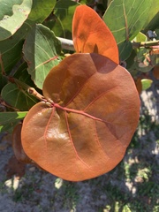 Coccoloba uvifera