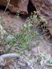 Perityle gilensis gilensis