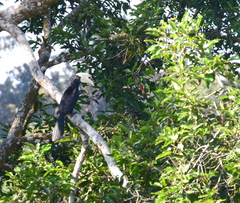 Anthracoceros malayanus