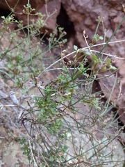 Perityle gilensis gilensis