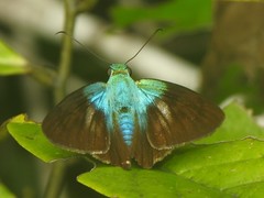 Telegonus