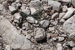 Thamnosma texana