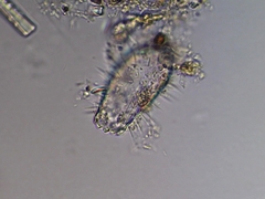 Euglypha strigosa