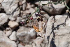 Thamnosma texana