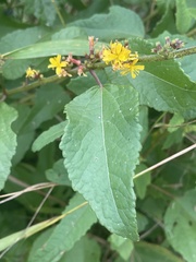 Triumfetta pilosa effusa