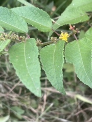 Triumfetta pilosa effusa