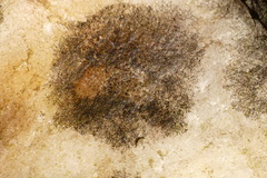 Lichenothelia