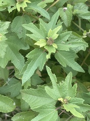 Triumfetta pilosa effusa