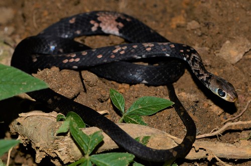 Thirteen-scaled Green Snake