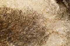 Lichenothelia