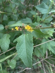 Triumfetta pilosa effusa