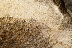 Lichenothelia