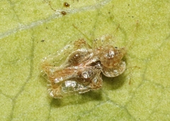 Corythucha incurvata