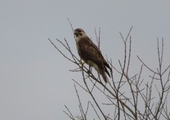 Buteo japonicus