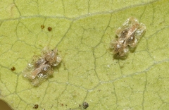 Corythucha incurvata