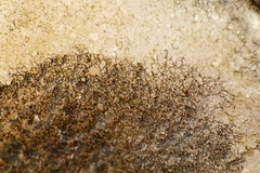 Lichenothelia