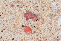 Homotrema rubrum