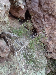 Perityle gilensis gilensis