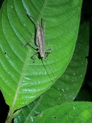 Pedinothorax exiguus