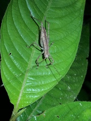 Pedinothorax exiguus