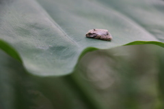 Kurixalus idiootocus