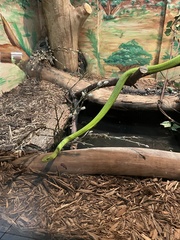 Dendroaspis angusticeps