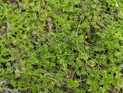 Ranunculus platensis